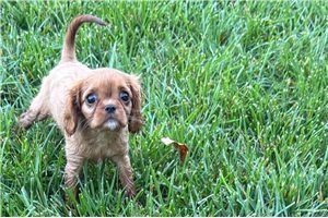 Rosemary - Cavalier King Charles Spaniel, placed in Battle Creek