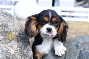 Cleopatra - Cavalier King Charles Spaniel for sale