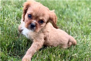 Marco - Cavalier King Charles Spaniel for sale