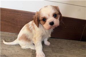 Marisol - Cavalier King Charles Spaniel for sale