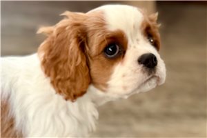 Monica - Cavalier King Charles Spaniel for sale