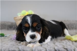 Cleopatra - Cavalier King Charles Spaniel for sale