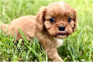 Newton - Cavalier King Charles Spaniel for sale