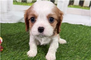 Ginger - Cavalier King Charles Spaniel for sale