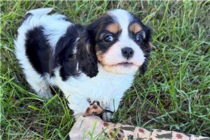 Kara - puppy for sale