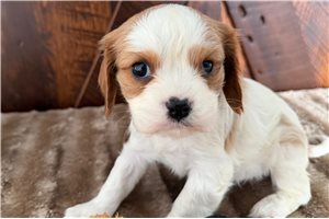 Fatima - Cavalier King Charles Spaniel for sale