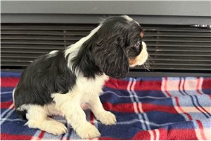 Tiller - puppy for sale