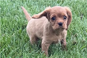 Rowan - Cavalier King Charles Spaniel, placed in Battle Creek