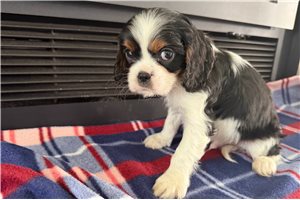 Timmy - puppy for sale