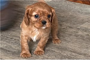 Cash - Cavalier King Charles Spaniel for sale