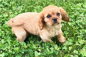 Magnum - Cavalier King Charles Spaniel for sale
