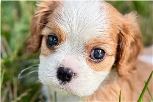 Sergio - Cavalier King Charles Spaniel for sale