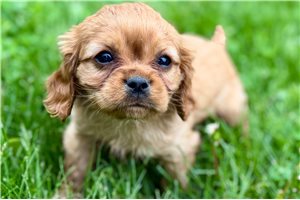 Magnum - Cavalier King Charles Spaniel for sale