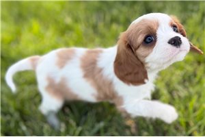 Iota - puppy for sale
