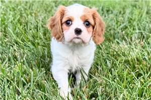 Jenna - Cavalier King Charles Spaniel for sale