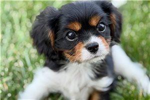 Rascal - Cavalier King Charles Spaniel for sale