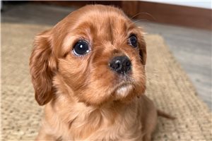 Celeste - Cavalier King Charles Spaniel for sale