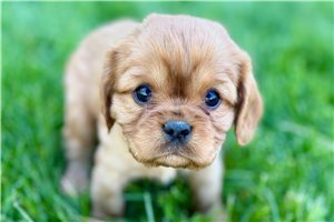 Murphy - puppy for sale