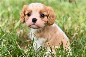 Nutmeg - Cavalier King Charles Spaniel for sale