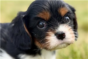 Rascal - Cavalier King Charles Spaniel for sale