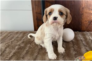 Felicity - Cavalier King Charles Spaniel for sale