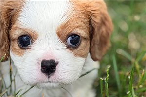 Seeker - puppy for sale