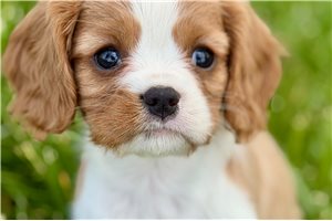 Ives - Cavalier King Charles Spaniel for sale