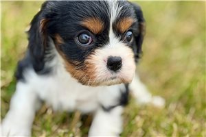 Ramona - puppy for sale