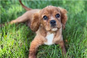 Marco - Cavalier King Charles Spaniel for sale