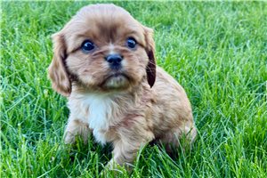 Marco - puppy for sale