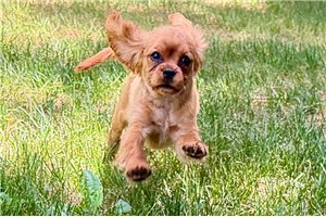 Magnum - Cavalier King Charles Spaniel for sale