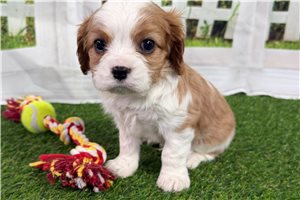 Gyro - Cavalier King Charles Spaniel for sale