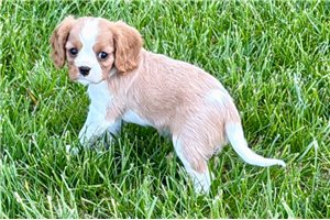 Ives - Cavalier King Charles Spaniel for sale