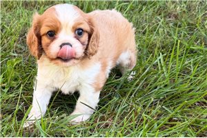 Kilroy - Cavalier King Charles Spaniel for sale