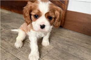 Catalina - Cavalier King Charles Spaniel for sale