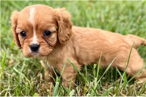 Natalie - Cavalier King Charles Spaniel for sale