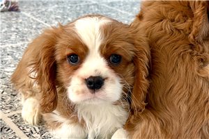 Damien - Cavalier King Charles Spaniel for sale
