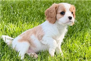 Ivan - puppy for sale