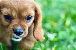 Raye - Cavalier King Charles Spaniel for sale