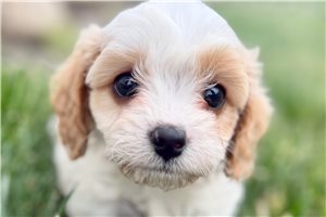 Oakland - puppy for sale