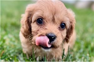 Oswald - Cavapoo for sale