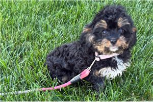 Sass - Cavapoo for sale