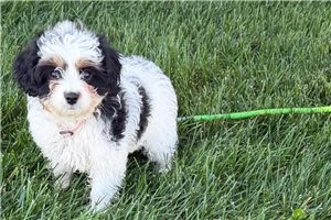 Satin - puppy for sale