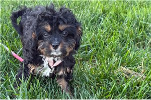 Saskia - puppy for sale