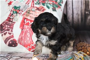Dylan - Cavapoo for sale