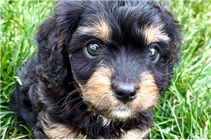 Olaf - puppy for sale