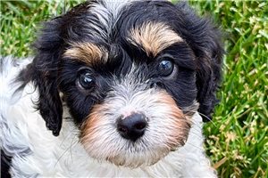 Othello - puppy for sale