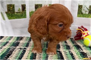 Colton - Cockapoo for sale