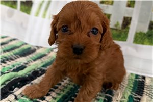 Cresslyn - Cockapoo for sale