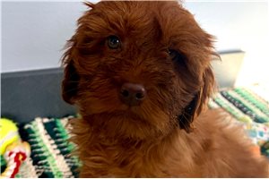 Chase - Cockapoo for sale